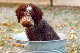 Giubos erste Badewanne