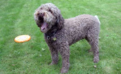 Giubo spielt Frisbee