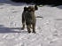 Giubo im Schnee
