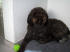 Giubo mit Tennisball