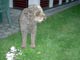 Giubo spielt mit Seil