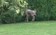 aber doch nicht im Garten